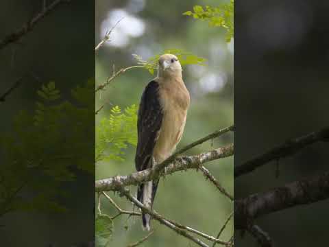 Yellow-headed Caracara #shorts