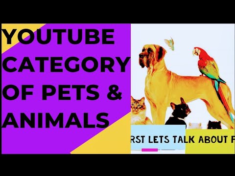 What Is The YouTube Category? Ft (Pets & Animals)