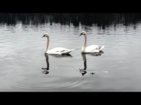 Bird flu suspected in deaths of six swans in Westborough