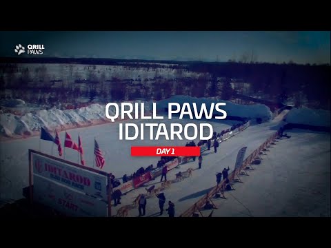 Iditarod Race Recap | QRILLPAWS 2021