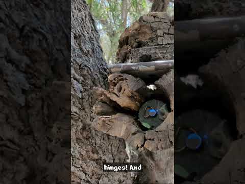 This whole tree branch is on hinges? Fantastic Geocache Hiding spot #shorts