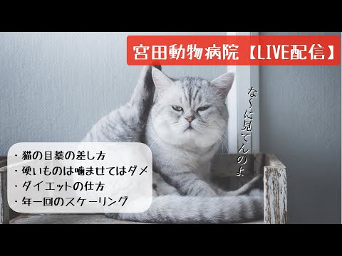 宮田動物病院 ライブ配信【MAHチャンネル】