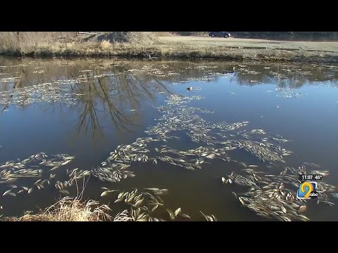 Thousands of fish killed in Ellis Harbor