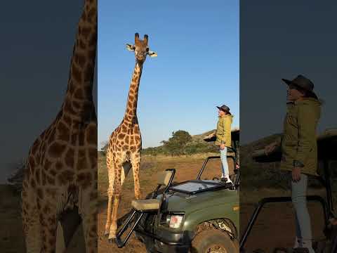 You don’t realize how enormous giraffe are until you get a special opportunity to get up close! 🦒🌍