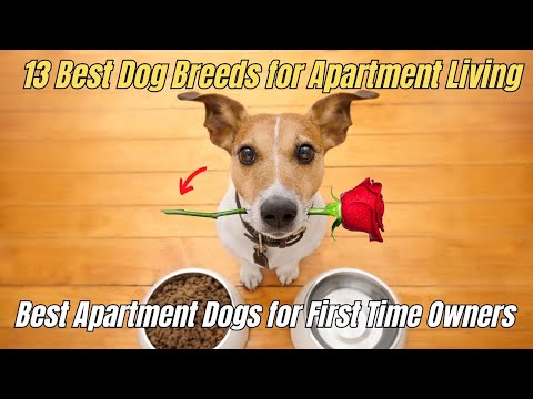 🐶 13 Best Dog Breeds for Apartment Living 🐕‍🦺 Apartment Dogs for First Time Owners 💢💥