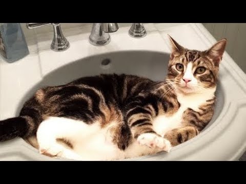 Wait For End Part 2 😂🤗😍 | New Funny Videos 2025 | Animals Video  | Cats Vs Dogs Funny videos daily