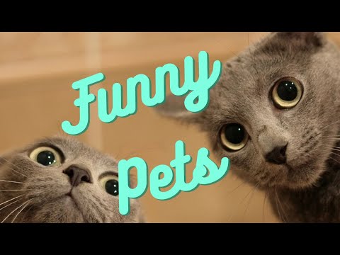 💗Cute And Funny Pets | Try Not To Laugh To These Pets, Funny or not, Compilation #7