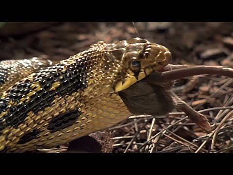 Wild America Short | Two Headed Gopher Snake Chows Down