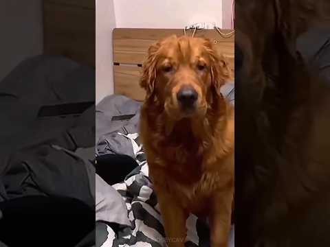 FUNNIEST ANIMAL MOMENTS 🤣 try not to laugh cats and dogs 😆 #funny #funnyanimals #funnyvideo