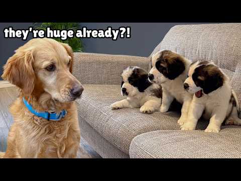 Golden Retriever Meets 2 Week Old Rescue Puppies for the First Time