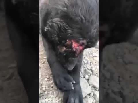 Innocent Pup Attacked By Dog, The Violent Assault Tearing The Flesh From His Body [STORY BELOW]