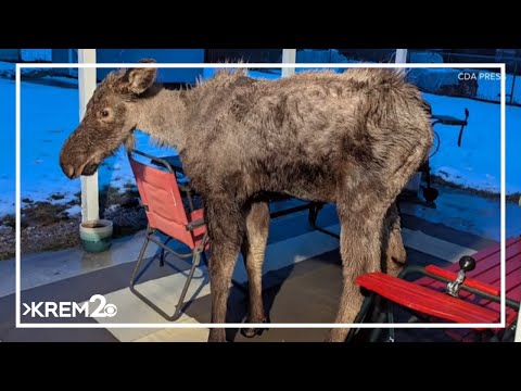 Young moose euthanized in North Idaho