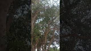 bat views in babool tree#naturelovers #nature #naturephotograph #satadhardham #shorts #gujarat