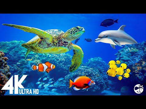 Aquarium 4K VIDEO(ULTRA HD)🐠 Beautiful Relaxing Coral Reef Fish - Relaxing Sleep Meditation Music