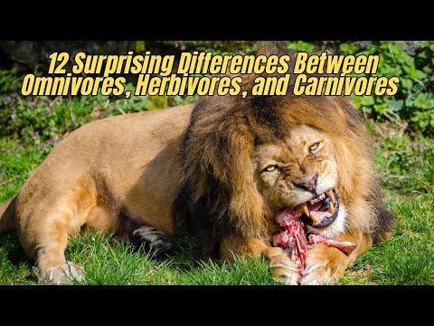 🔴 12 Surprising Differences Between Omnivores, Herbivores, and Carnivores you should know ⛔