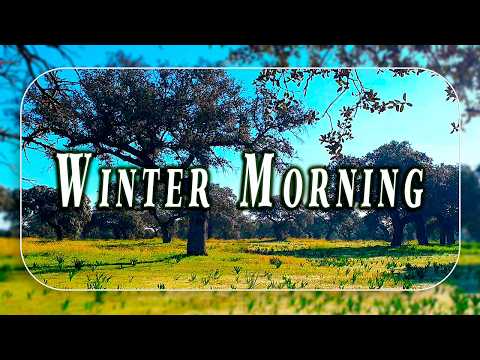 Winter Morning Nature Therapy🌳Pasture Ambience 🐑🌳Healing Frequency Meadow Sounds for Positive Energy