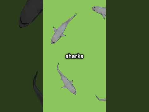 Why Sharks Are More Amazing Than You Think! #OceanLife #Sharks #PredatorsOfTheSea