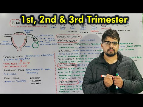 Fetal Development: Development of Embryo or fetus Step by step