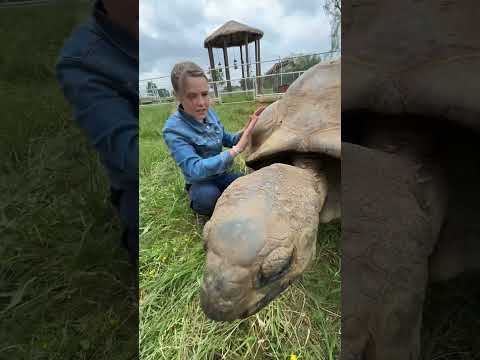 Look at this huge tortoise - how cool to be up close with him! 🐢👍🏻  #wildlife