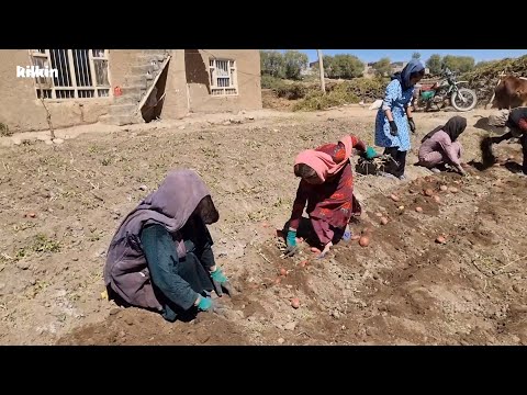 Harvesting potatoes in the traditional way in the countryside of Afghanistan