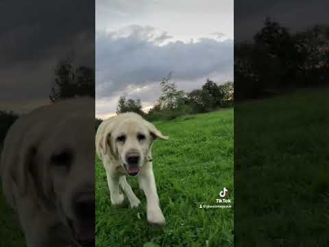 Rottweiler Having Fun