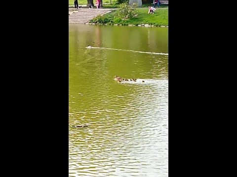 new duck families #spring #ducks #ducklings #pond