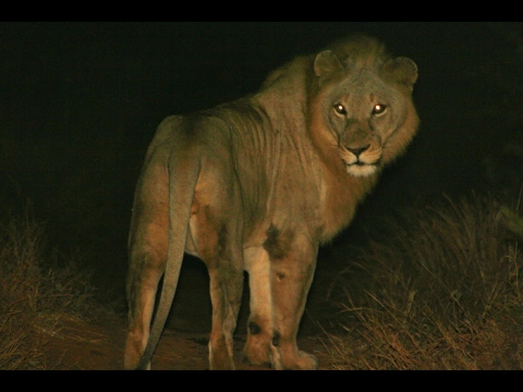 Lions of the African Night (Nature Documentary)