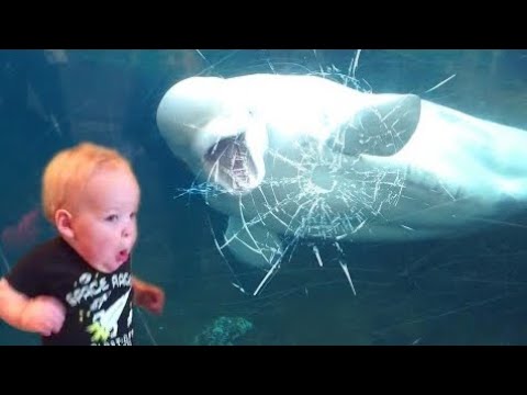 Kids And Animals | Funny Animals Video | new funny videos 2025