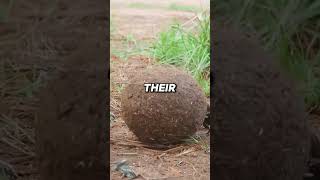 Dung beetles | Learn vocabulary #vocabulary #learnenglish #shorts