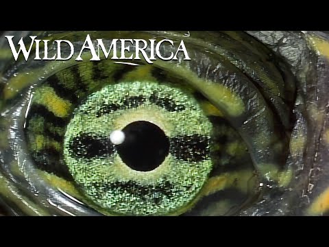 Wild America | S1 E3 The Eyes Have It | Full Episode HD