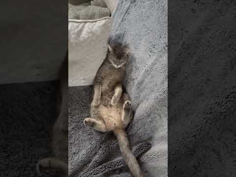 #catshorts #cats #sleepingcat #shortsvideo #shorts #suggs #suggsthecat Suggs the cat #pets