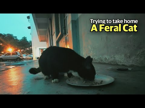 Persuading Feral Cat to Come Home with Me | Weekly Vlog