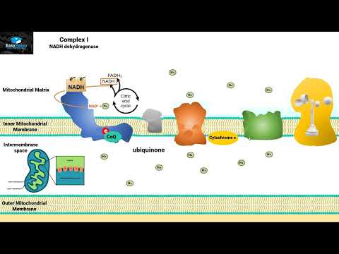 Aerobic Respiration Part 4 (Electron Transport Chain)