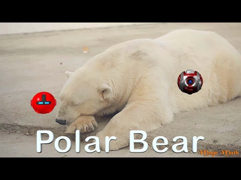 Polar Bears AR - Mage Math Video