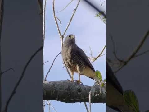 Roadside Hawk Call #shorts  #birds