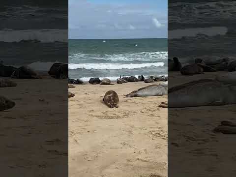 Hundreds of seals chilling out at seaside in NORFOLK, UK!! Very VERY cute