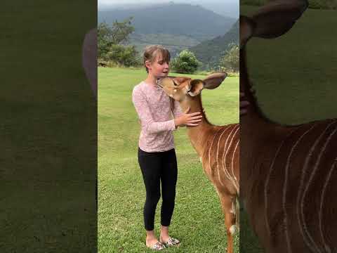 This amazing antelope is a Nyala - she has the most beautiful big ears and huge eyes! 🦌🙌🏻