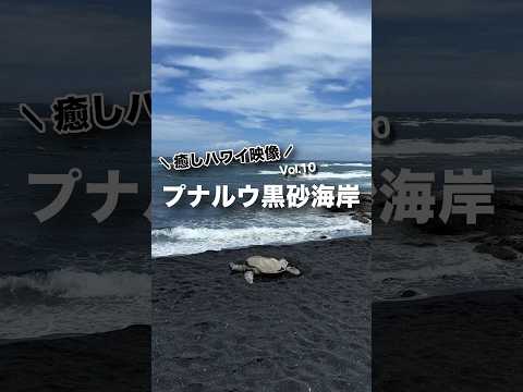 本日の #癒しハワイ 映像は #ハワイ島 の #プナルウ黒砂海岸 から！#ハワイ #ハワイ旅行 #ハワイ気分 #ビッグアイランド #hawaii #bigisland #punaluu