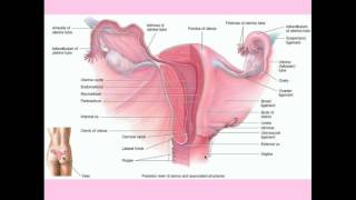 Cervical Cancer - CRASH! Medical Review Series