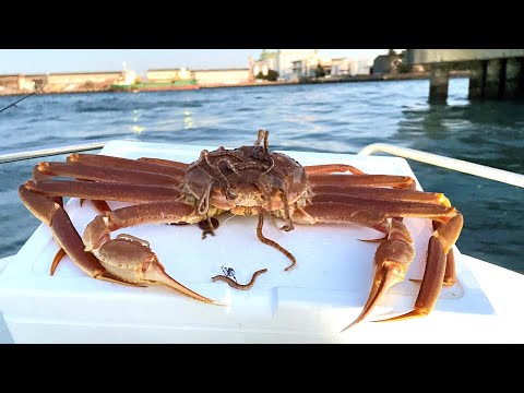 カニに付いた寄生虫を名古屋港に落とすと…