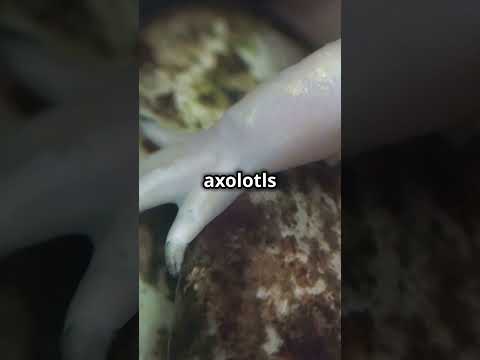 Meet the Axolotl! Nature’s Most Fascinating Amphibian! #Axolotl #AquaticCreatures #WeirdAnimals