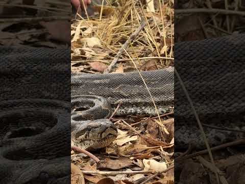 So close to this African Rock Python - in the cold weather they are not very active! 🐍🙌🏻