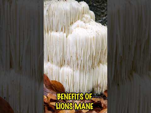 3 Amazing Health Benefits of Lion's Main Mushroom