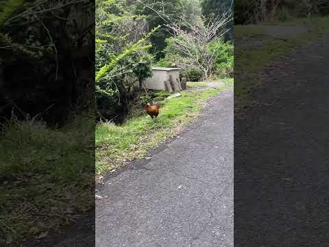 野生のニワトリがついてくる