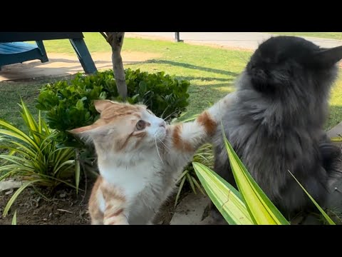 Tabby and the Mainecoon| Mainecoon the loving cat #mainecoon #catlover #kitten #cat