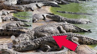 Thousands of Crocodiles Waiting in a River – Terror Incoming