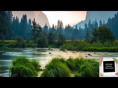 RELAXING NATURE SOUNDS|RELAXING NATURE MUSIC