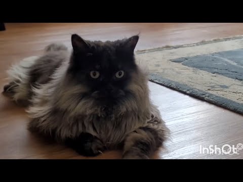 Cats got the gift| cutest cat video| Maine coon cat | life with cats