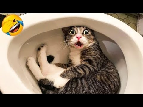 Intelligent Cats Vs Dogs Funny videos | ♥️🤣🤣New Funny videos daily | Wait For End Part 4