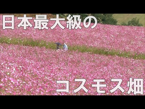 【一度は見たい北海道の絶景】圧巻の日本最大級コスモス畑！「太陽の丘えんがる公園」